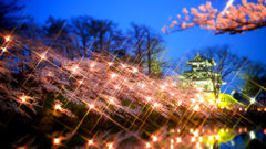 高田城夜桜2