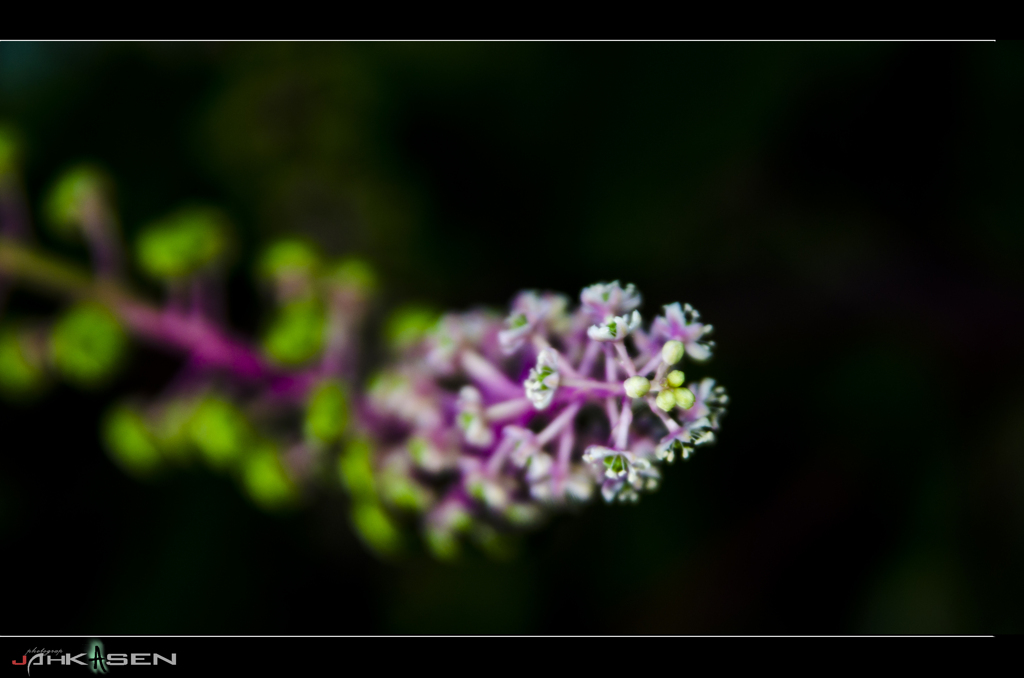 flower in road