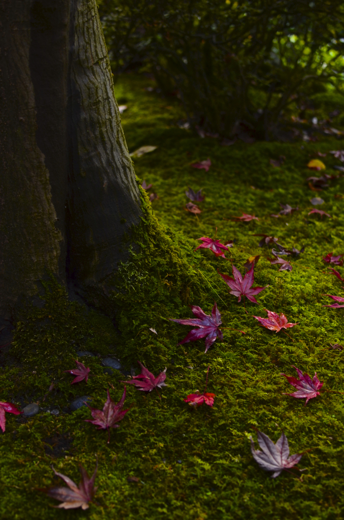 落ち紅葉