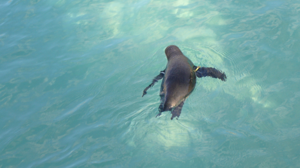 ペンギンの空