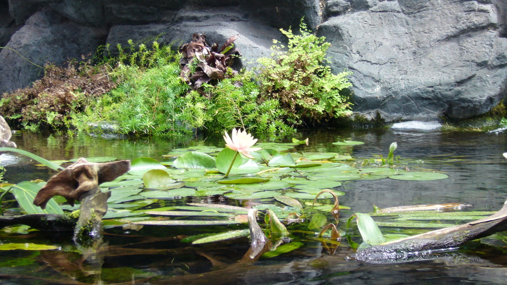 花を咲かせたり