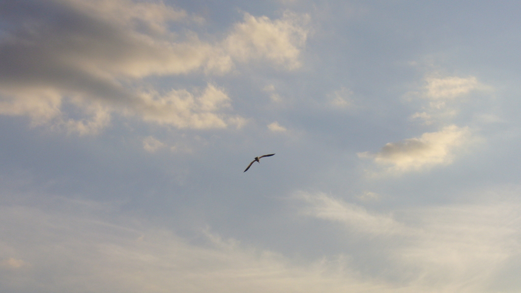 かもめの空