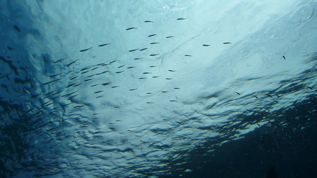 水の底には、魚が泳ぎ