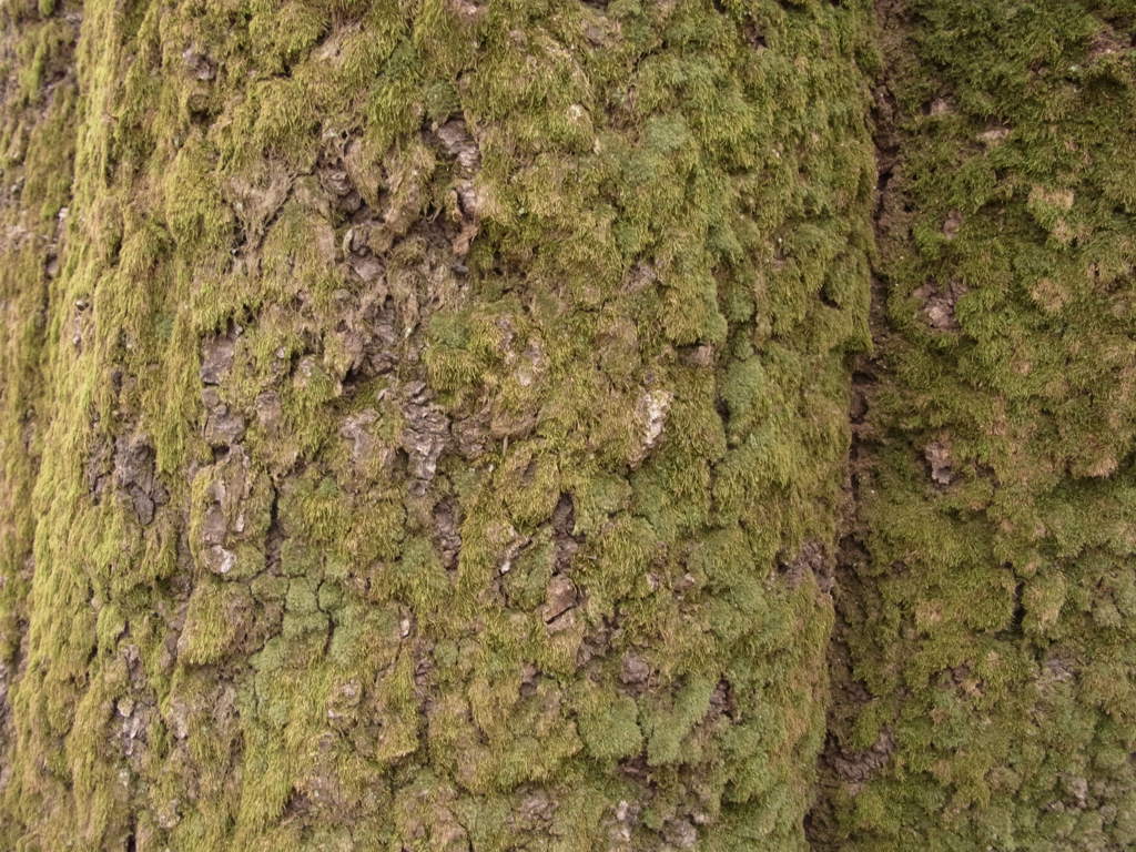 こけむす