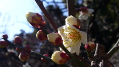 花のあさ