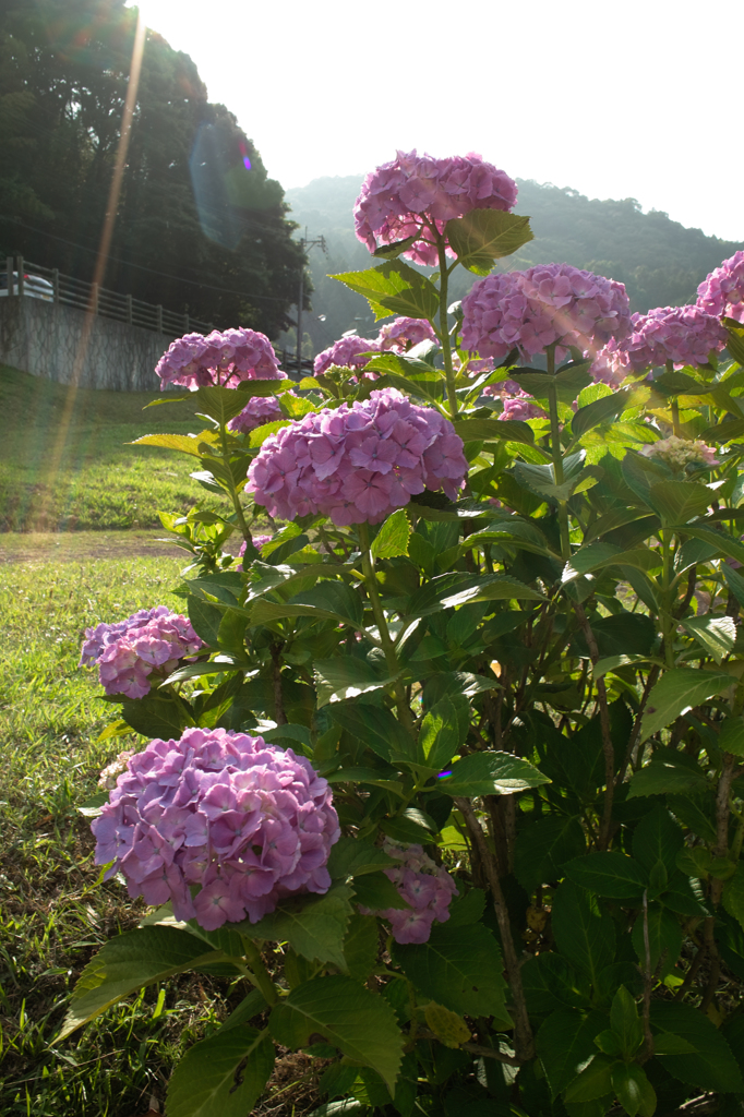 夕方の紫陽花