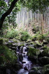 清流と竹林