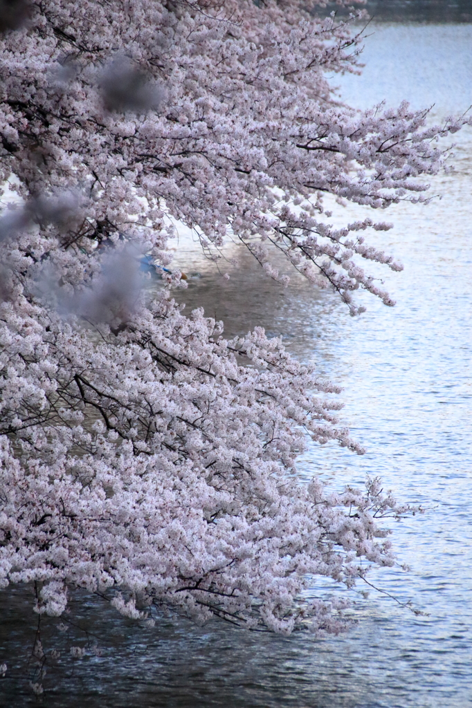 千鳥ヶ淵の桜(9)