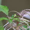小さなお客さん