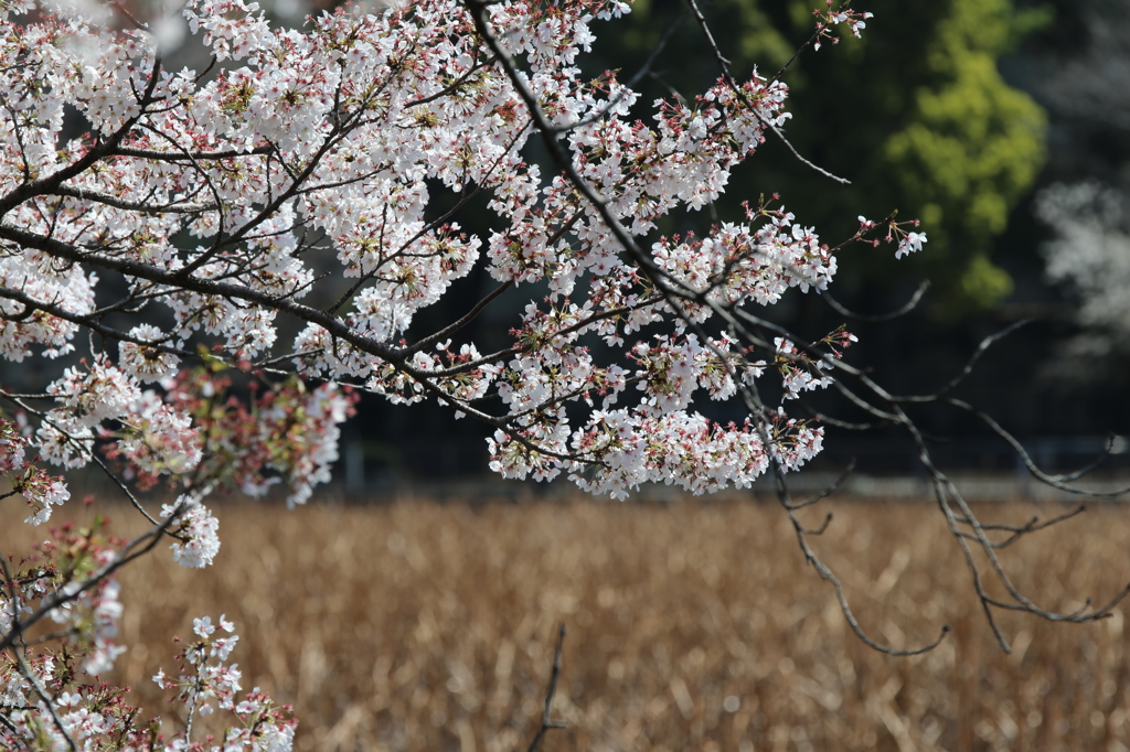 上野不忍池の桜(2)
