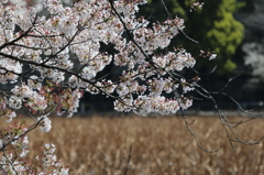 上野不忍池の桜(2)