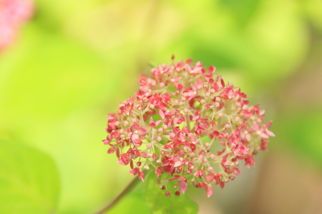 紫陽花 2017 相模原北公園(8)