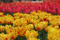 チューリップ（9）