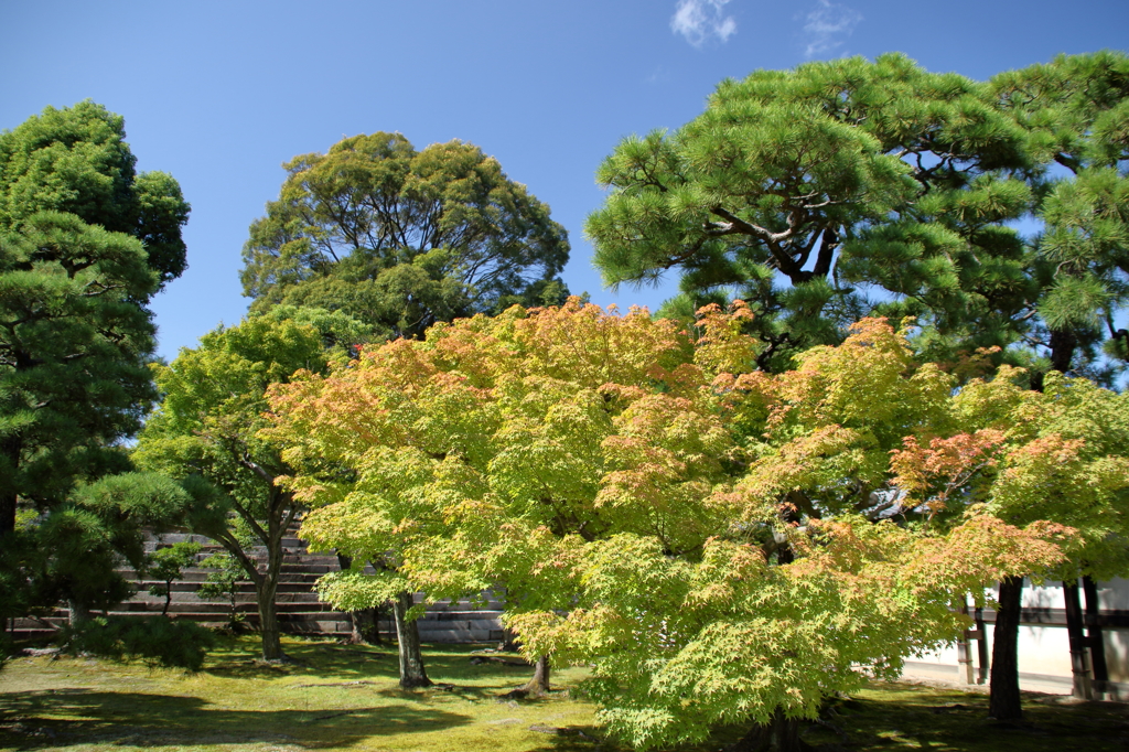 二条城の本丸庭園の紅葉