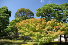 二条城の本丸庭園の紅葉