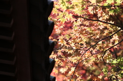 高尾山の紅葉 2014(9) 