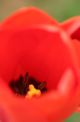 チューリップ（2）