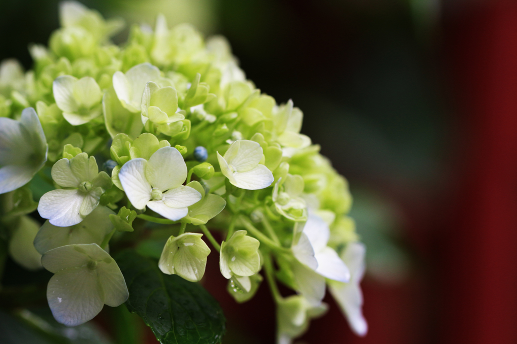 紫陽花(1)