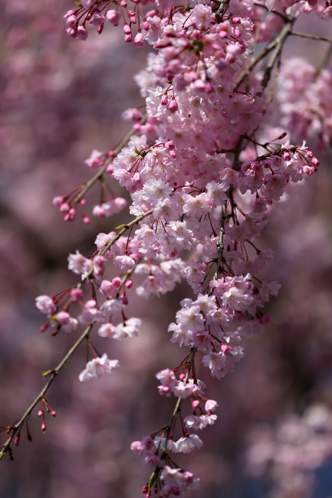 枝垂れ桜