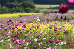 森林公園のコスモス畑(1)