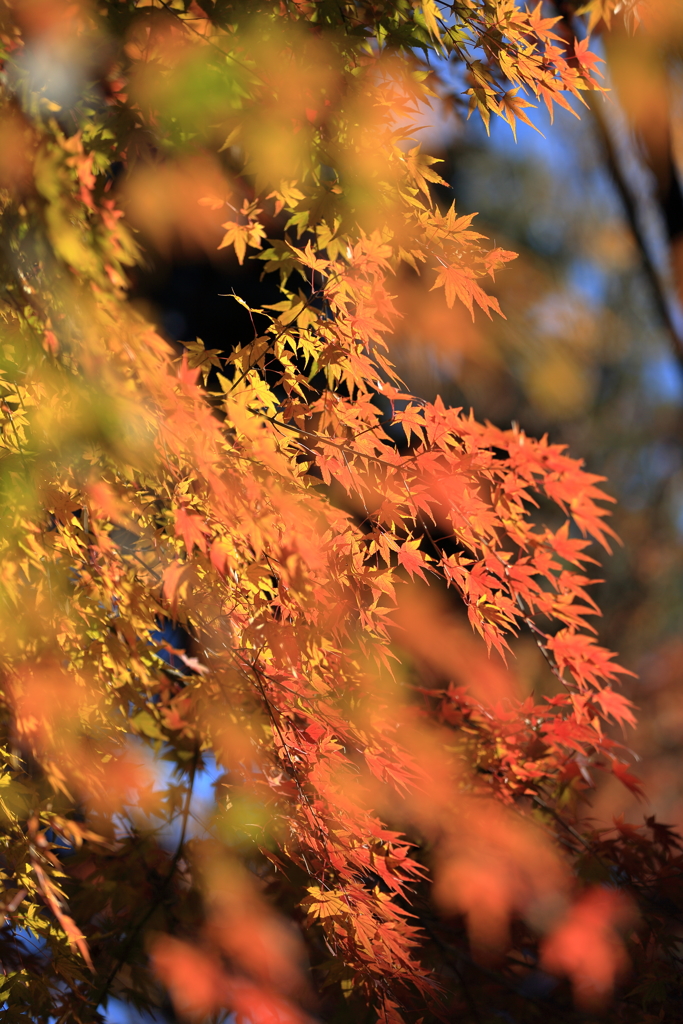 高尾山の紅葉　2017(2)