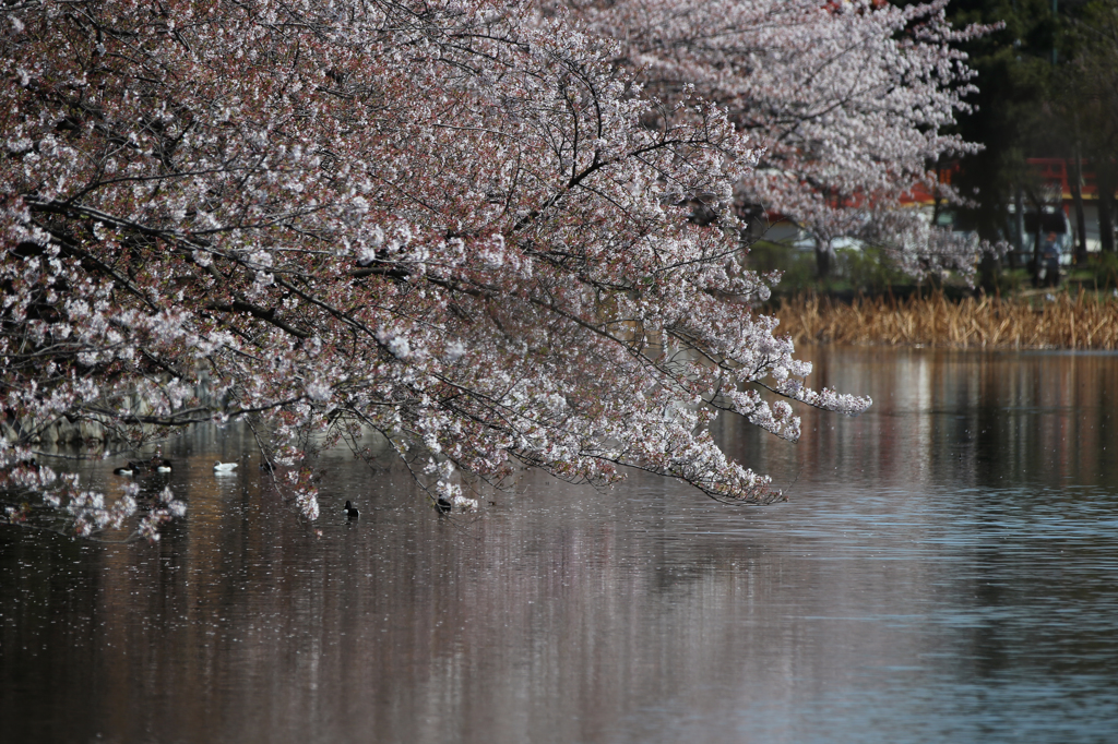 上野不忍池の桜(4)