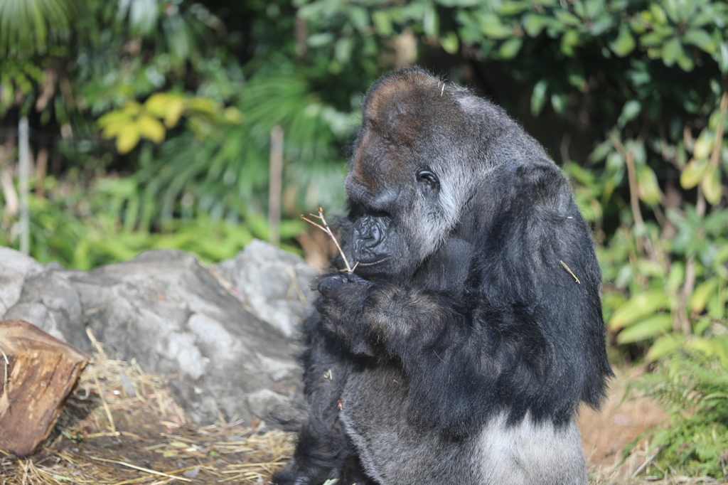 上野動物園　ゴリラ