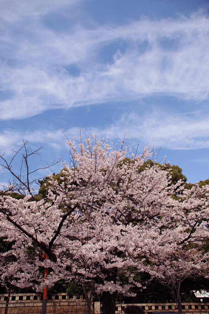 九段下の桜 2018 (7)