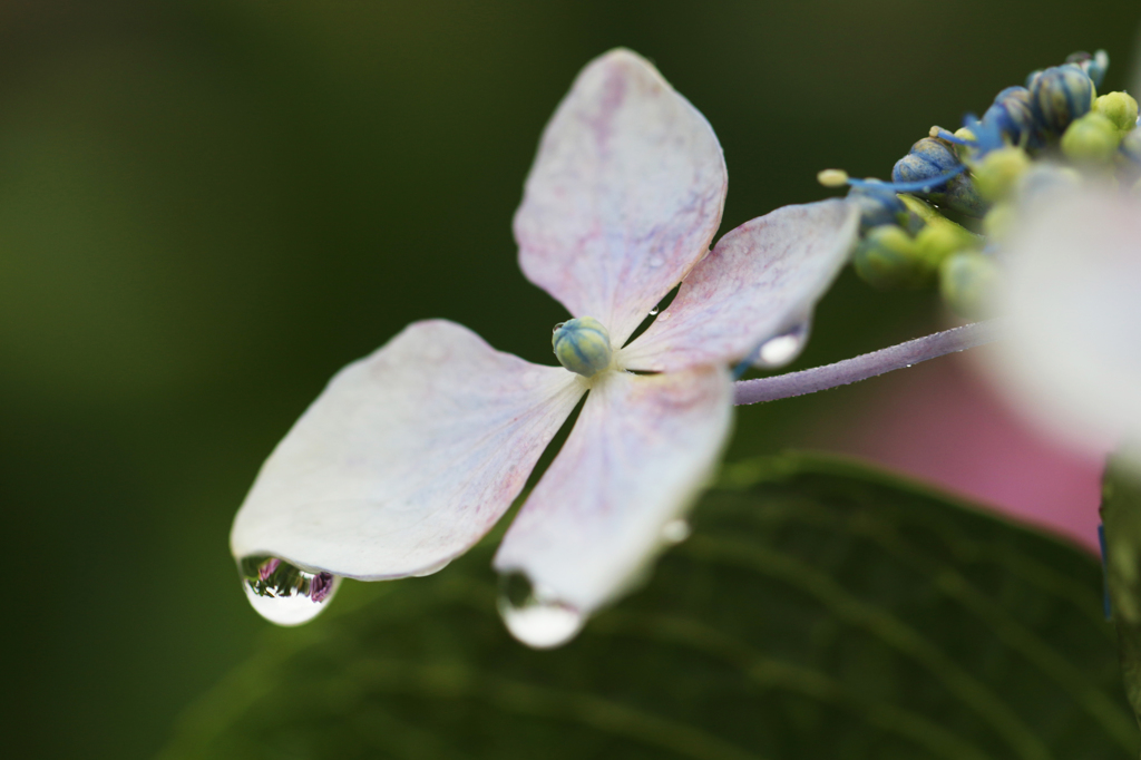 紫陽花(13)