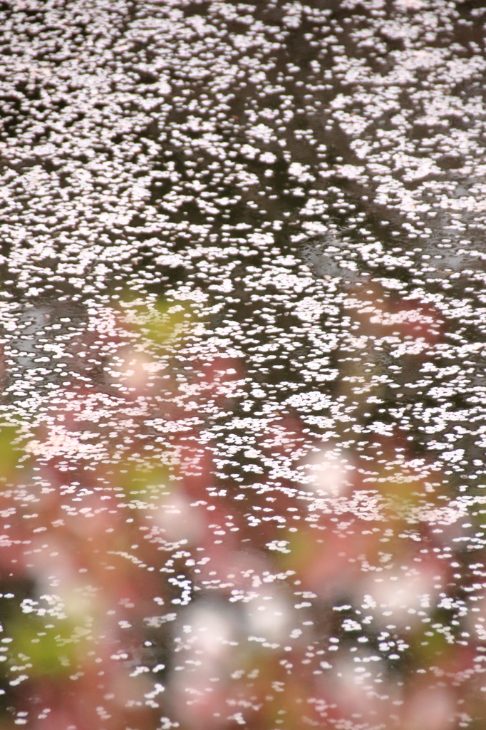 新河岸川桜祭り(3)