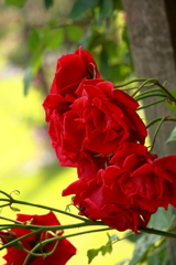 薔薇の季節 2018(4)