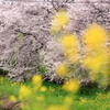 桜と菜の花(2)