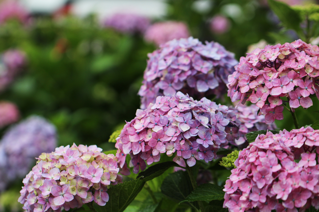 紫陽花(4)