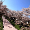 川越氷川神社付近のさくら 2018 (12)