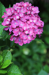 白山神社の紫陽花（10）