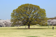 桜に囲まれて