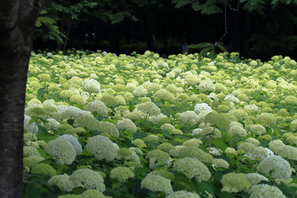 紫陽花 2016　６