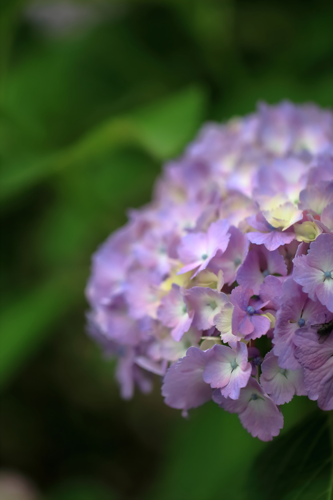 紫陽花 2016　9　ひらひら