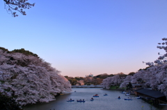 千鳥ヶ淵の桜(10)