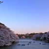 千鳥ヶ淵の桜(10)