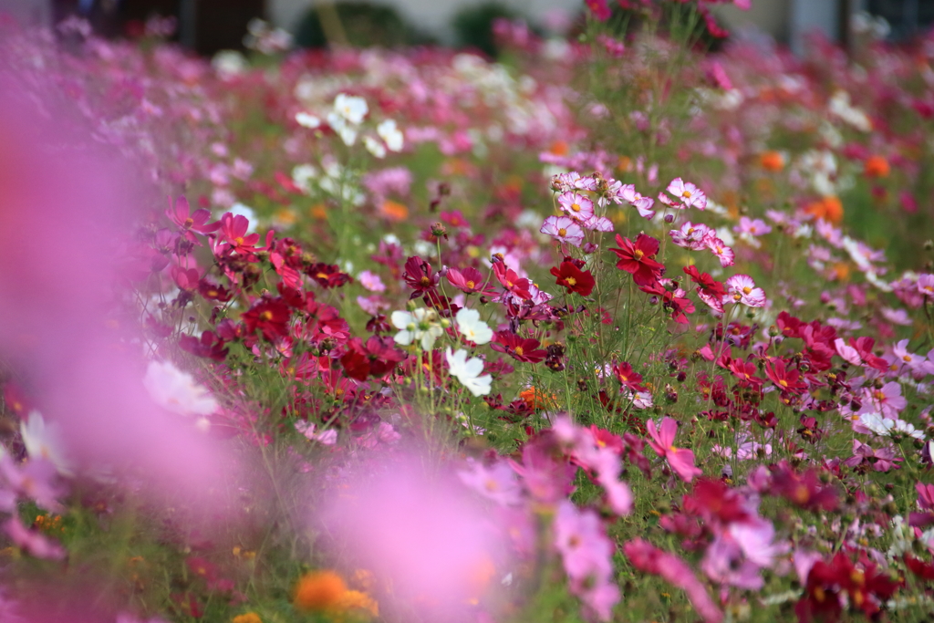 初秋の秋桜 2017 (8)