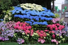 白山神社の紫陽花（2）