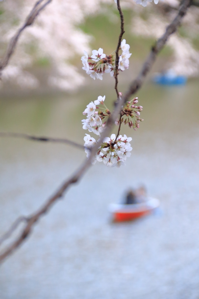 千鳥ヶ淵の桜(6)