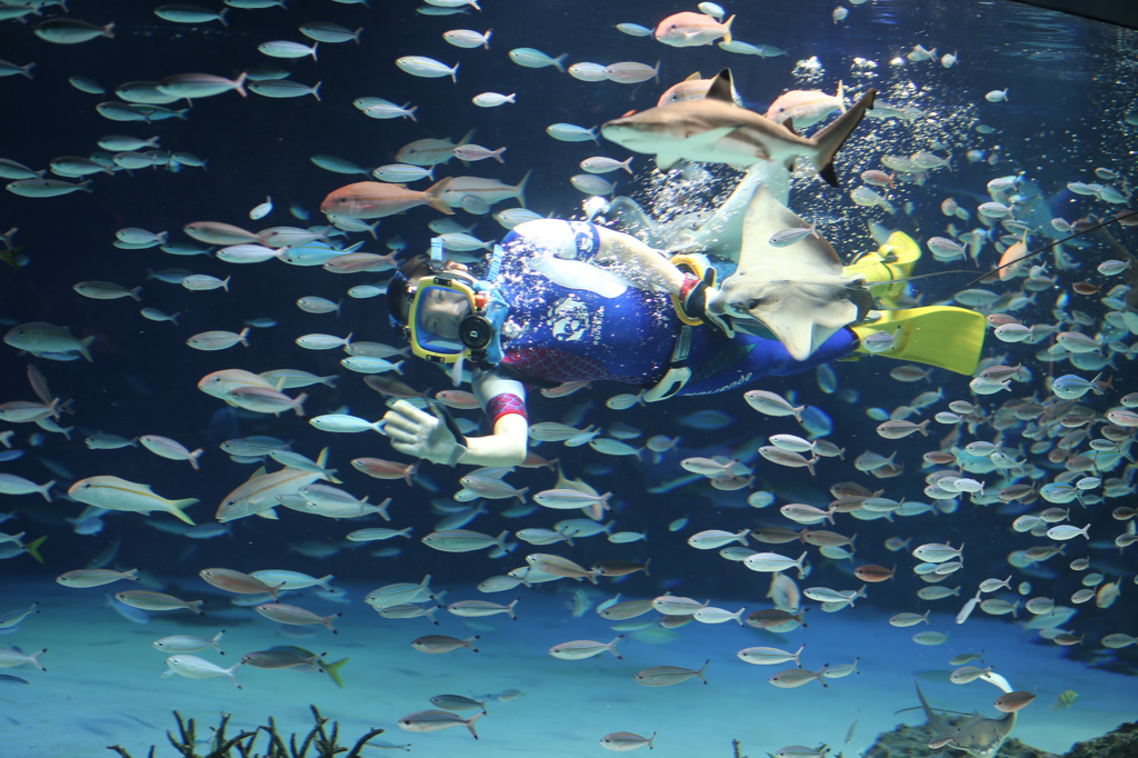 魚と水中ダンス