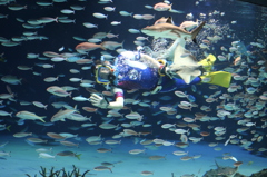 魚と水中ダンス