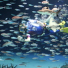 魚と水中ダンス