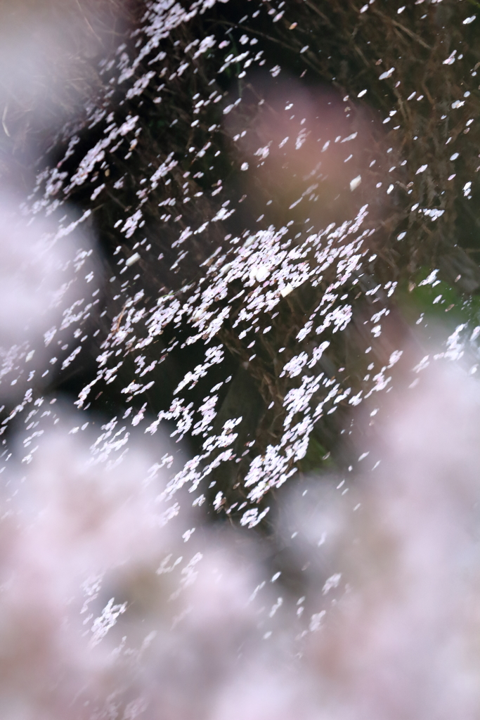 新河岸川の桜2017 (10)