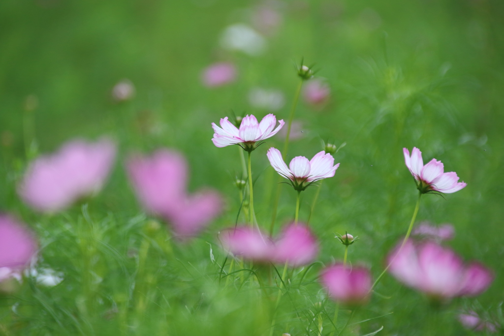 秋桜 2018 (7)