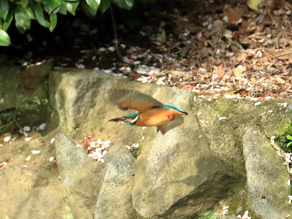 薬師池公園のカワセミ　飛翔