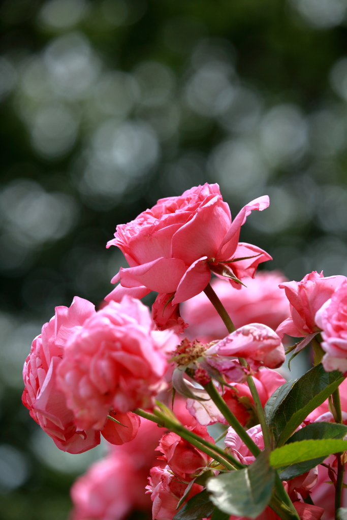 薔薇の季節 2018(1)